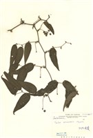 藏品(阿里山菝葜)的圖片